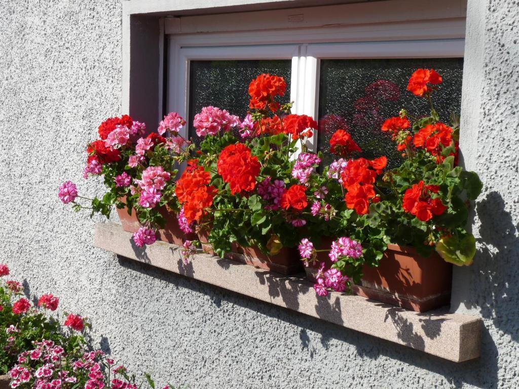 Apartament Locations Dupertuis Alsace Le Hohwald Pokój zdjęcie